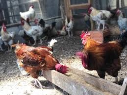 Poulets locaux “goliath”